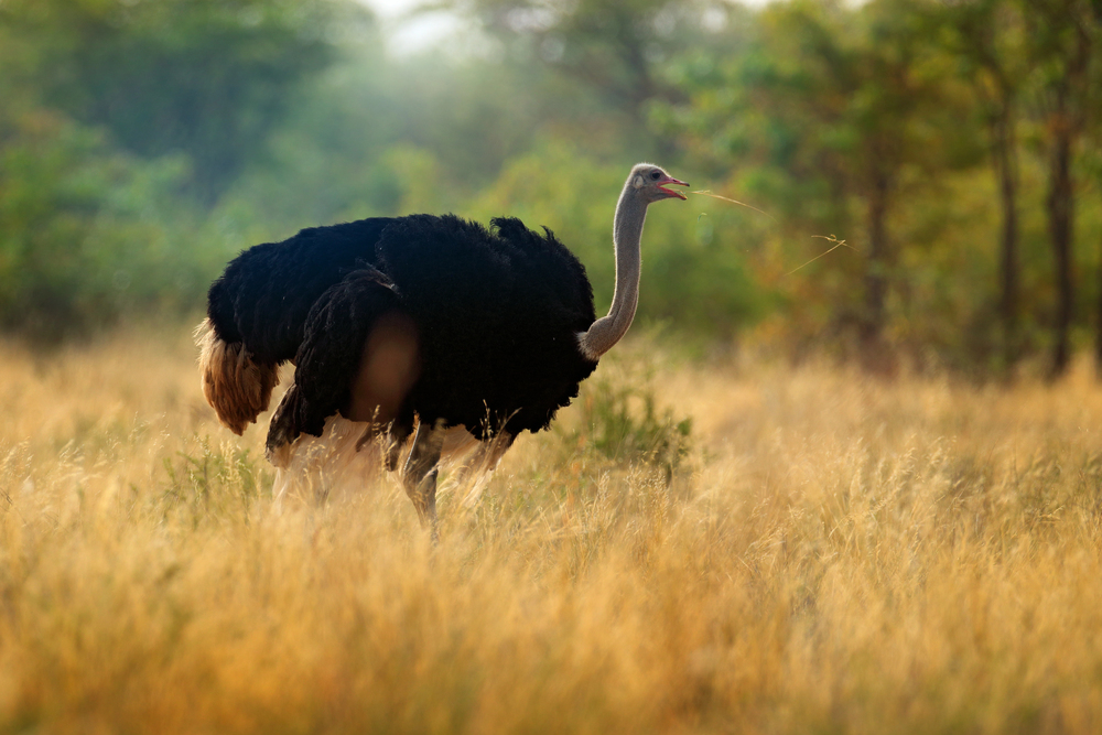 Die 10 schnellsten Tiere der Welt